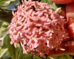 Dr. Suparna Roy Chatterjee From My Garden1 Dr. Suparna Roy Chatterjee From My Garden1