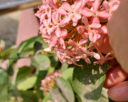 Dr. Suparna Roy Chatterjee From My Garden2 Dr. Suparna Roy Chatterjee From My Garden2