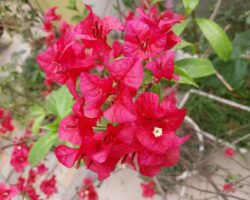 Dr. Suparna Roy Chatterjee From My Garden5 Dr. Suparna Roy Chatterjee From My Garden5