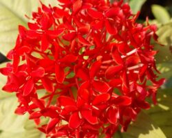 Dr. Suparna Roy Chatterjee From My Garden6 Dr. Suparna Roy Chatterjee From My Garden6